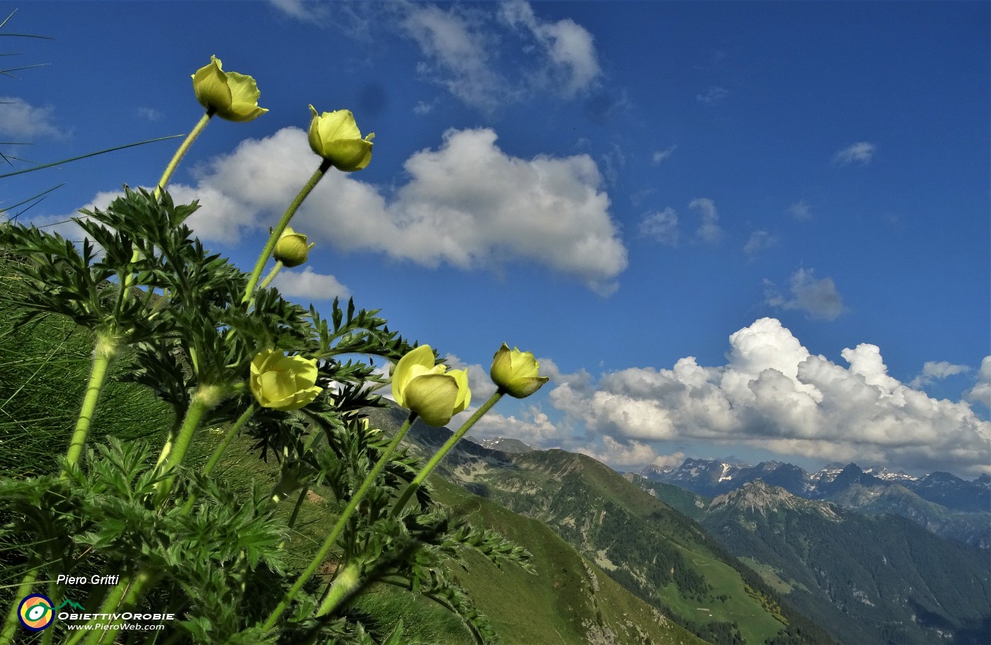 89 Scendendo dal Passo di Lemma sul sent. 116 pulsatille alpine sulfuree.JPG